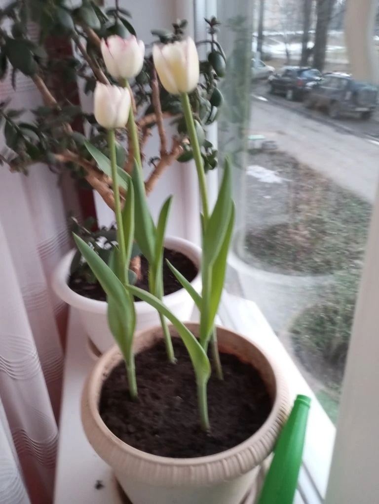 Вместо красных крупных, мелкие и белые