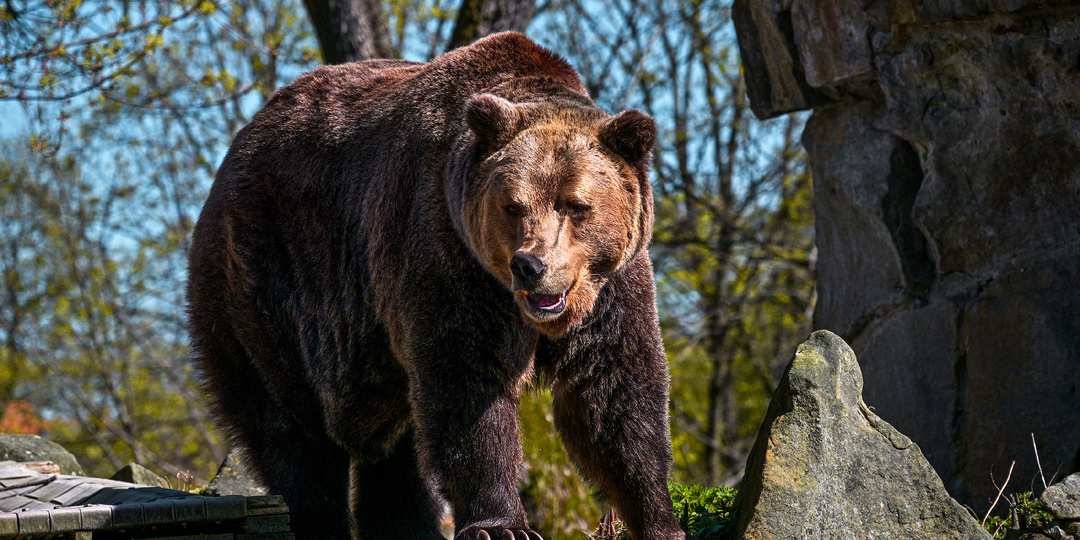 Калининградский зоопарк перед открытием летнего сезона