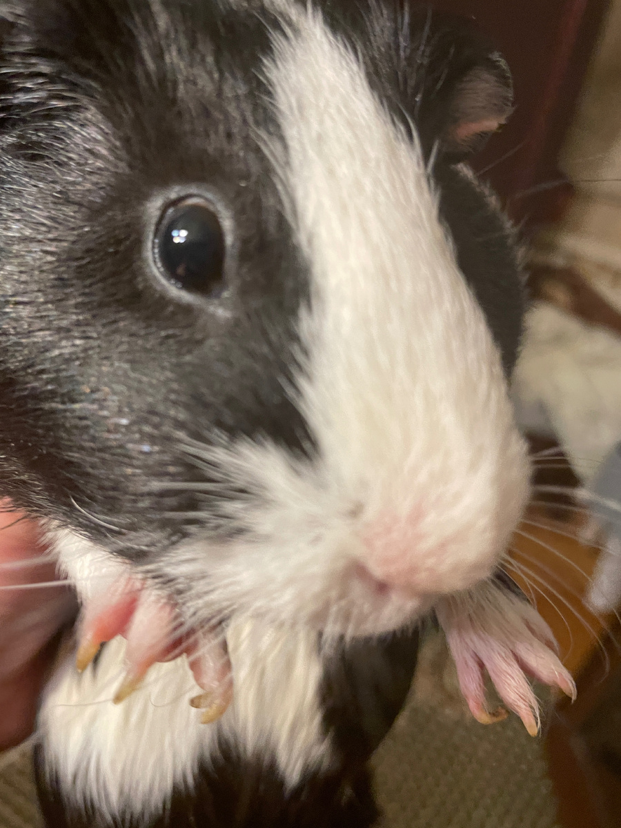 Наша морская свинка