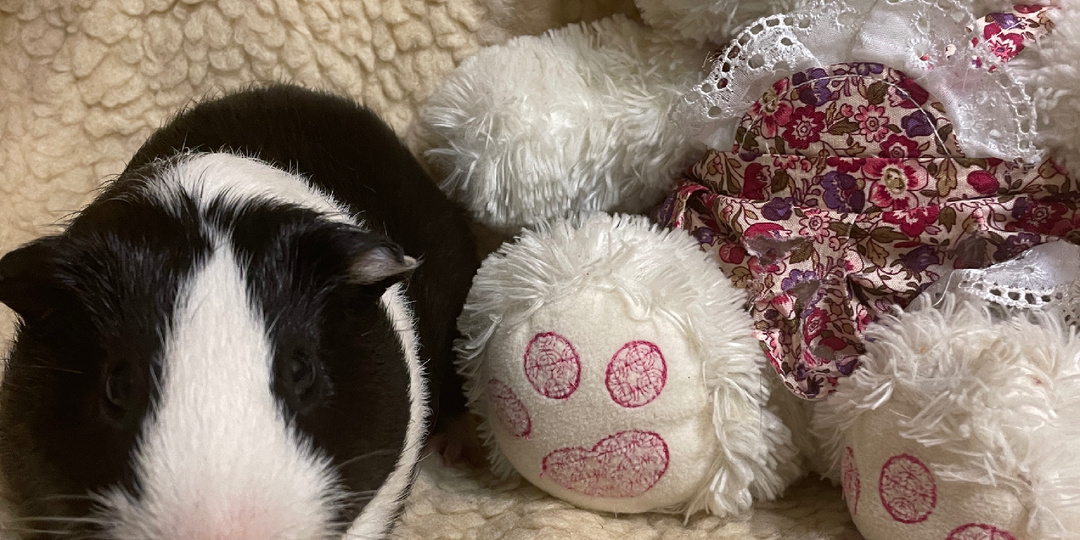 Морская свинка оказалась не свинка))