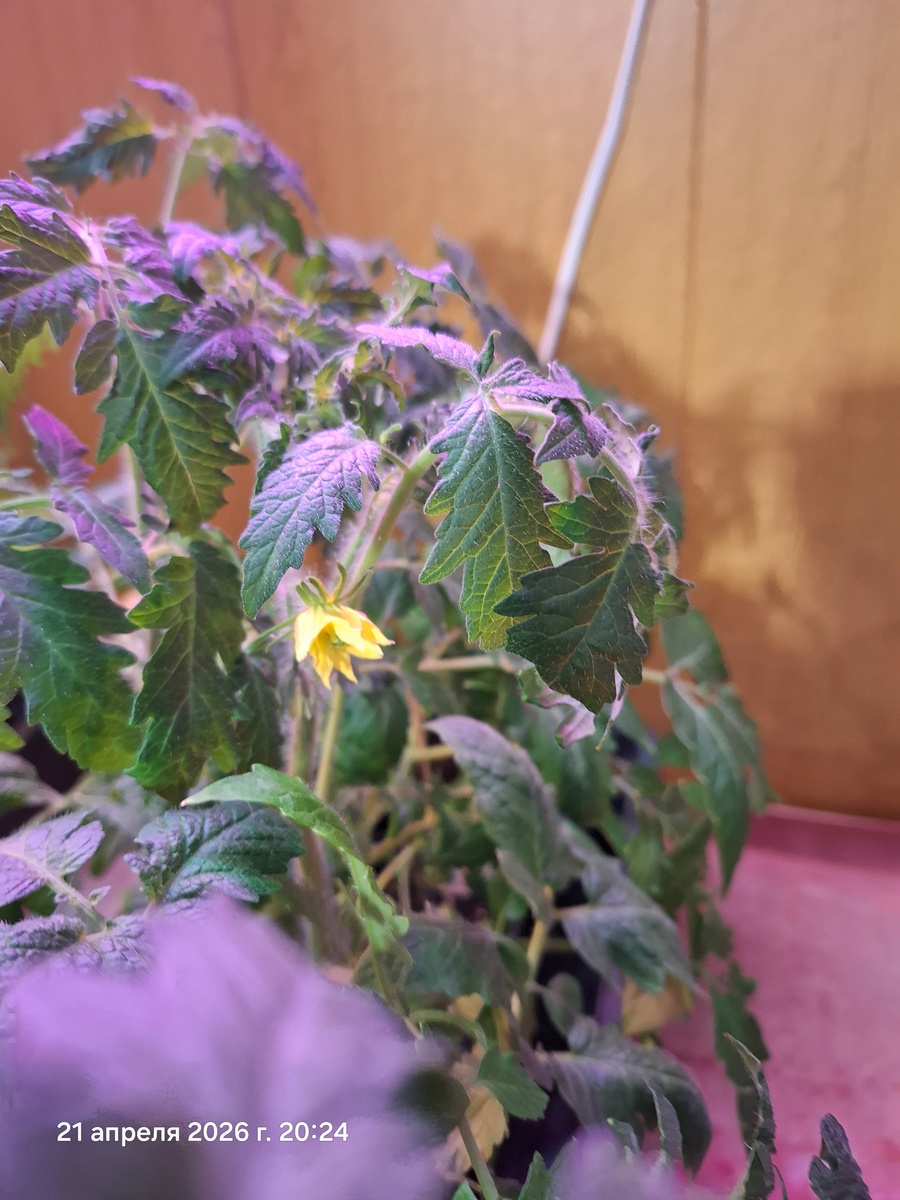 Рассада томатов зацвела