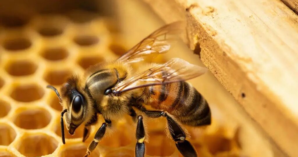 Более 1,7 тысяч семей пчел-мигрантов не пустили в Челябинскую область