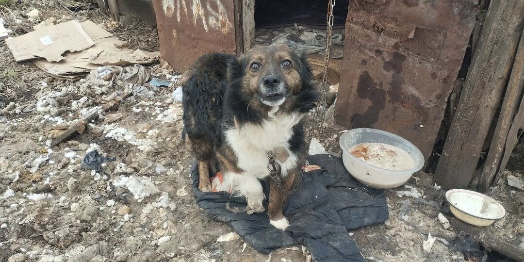 В сломанной будке, на укороченной цепи, с матерной надписью пёс еле пережил зиму. Мы просим спасти малыша Джека🥺