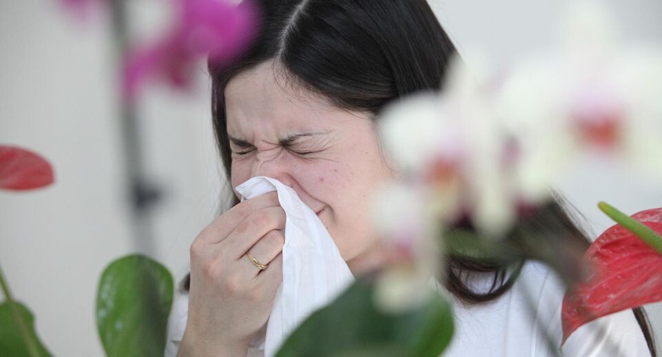 После ковида аллергия на пыльцу настигает даже тех, кто раньше не чихал. Почему вирус сбивает настройки иммунитета?