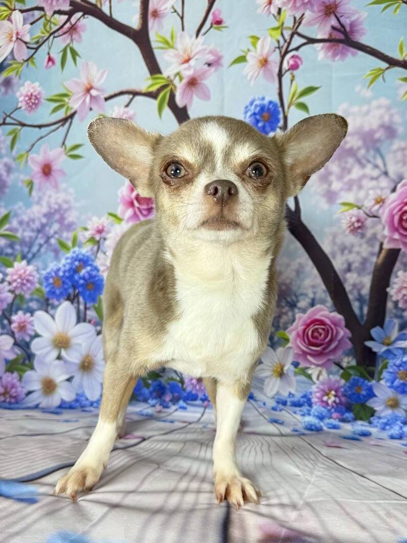 Маленькая собачка из приюта Домик Мелкашей ищет дом. Приют по адресу МО, Балашиха, Кучино, ул. Юннатов