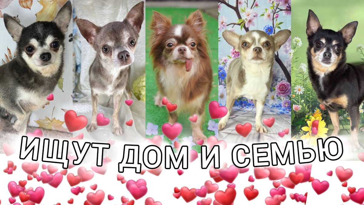 Приезжайте в Балашиху в приют для маленьких собак "Домик Мелкашей" за питомцем