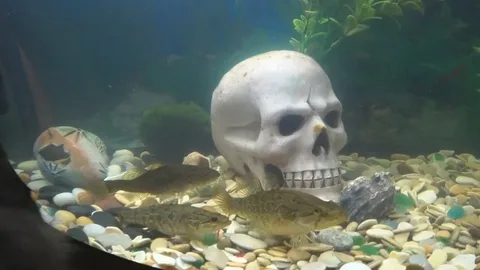 Крикун в аквариуме. Докричался))