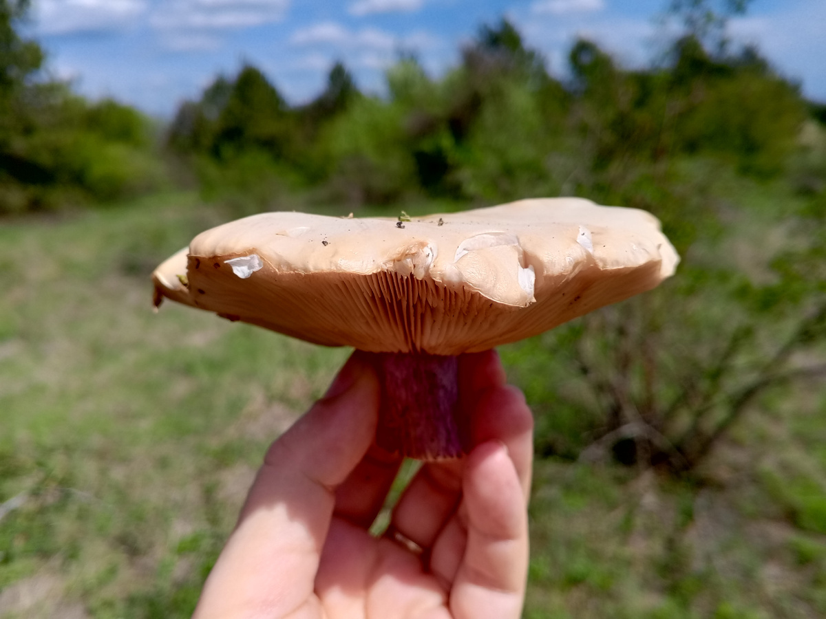 Синеножка или рядовка лиловоногая. Фото авторов