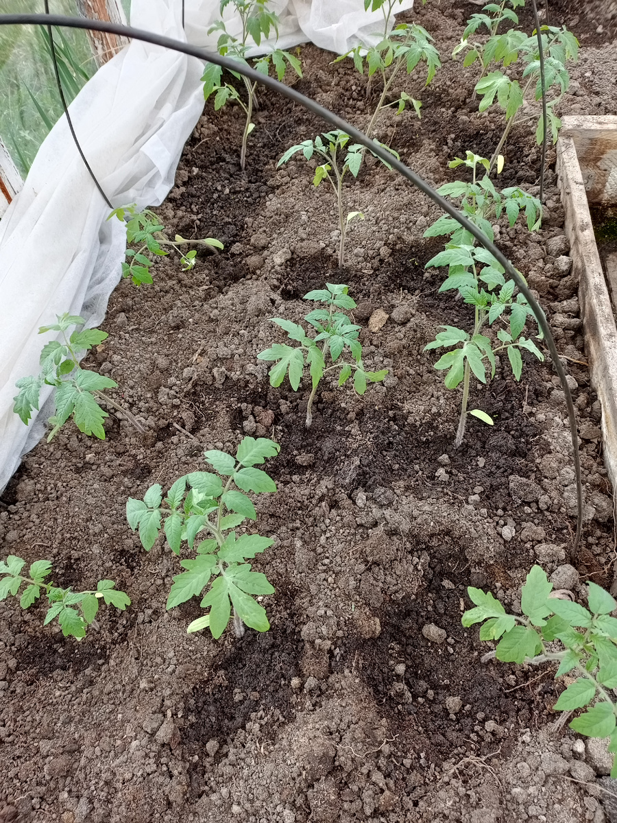 Помидоры весёлые