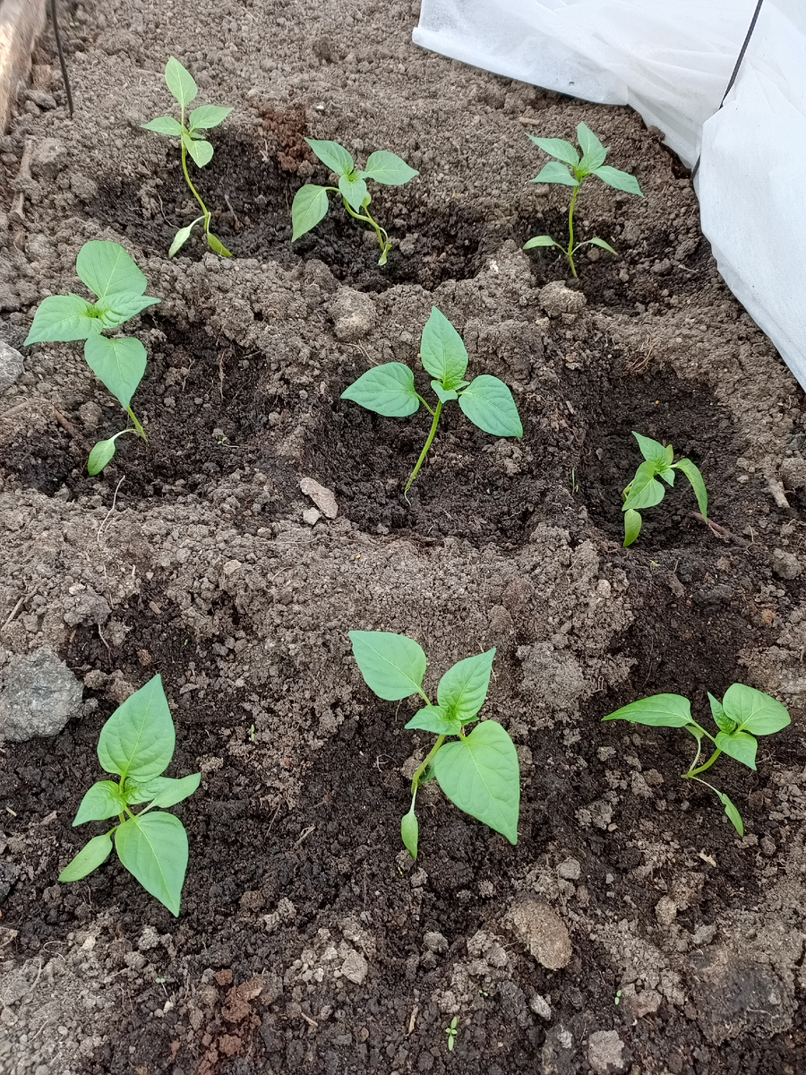 Перцы тоже хороши 👍