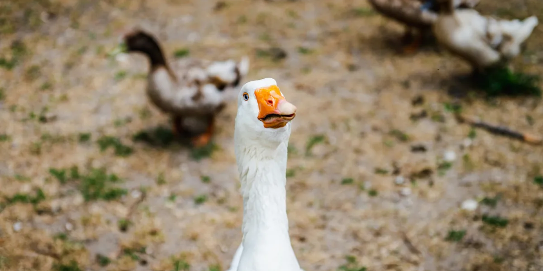 Про школы и детский труд