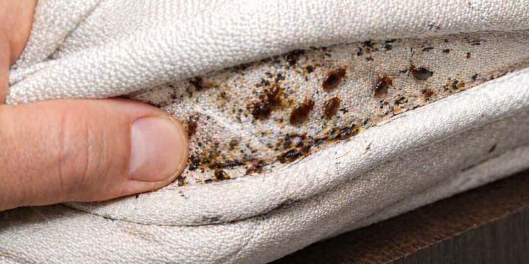 Где в квартире прячутся клопы: места, о которых вы даже не догадываетесь