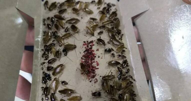 5 мест в квартире, где живут тараканы (и вы туда почти не заглядываете)