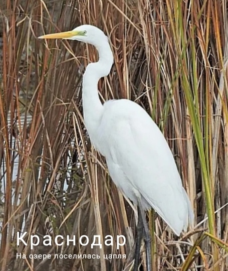 🌿Краснодар🌸 Цапля на озере🌿