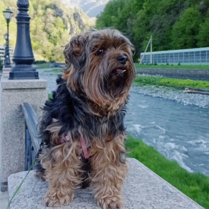 Мишутка на Красной Поляне (п.Эсто-Садок, Сочи). 