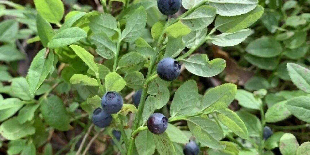 Какие ягоды замедляют старение: эксперты назвали дары природы для молодости