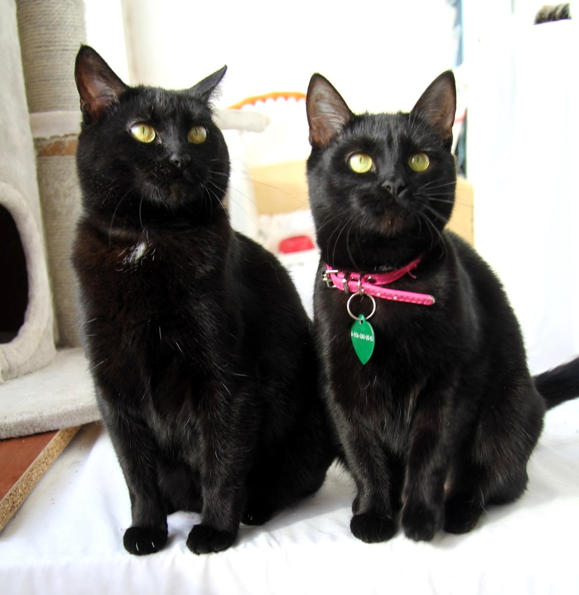 Справа Никки. Дочка Шарли