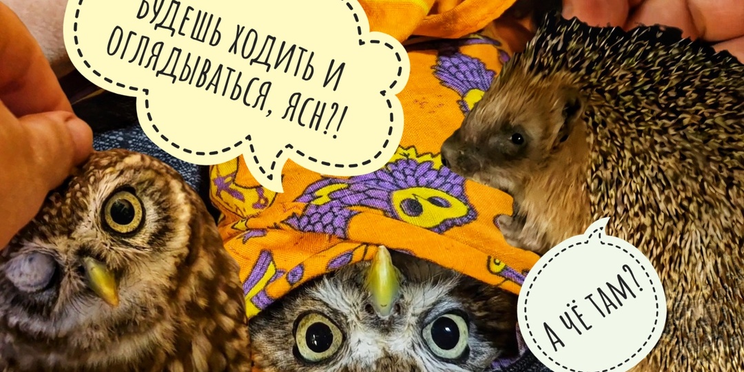 Время мучить сову! Сыч Лучик снова обезврежен! Артём выследил всех наших ёжиков: трое на месте!