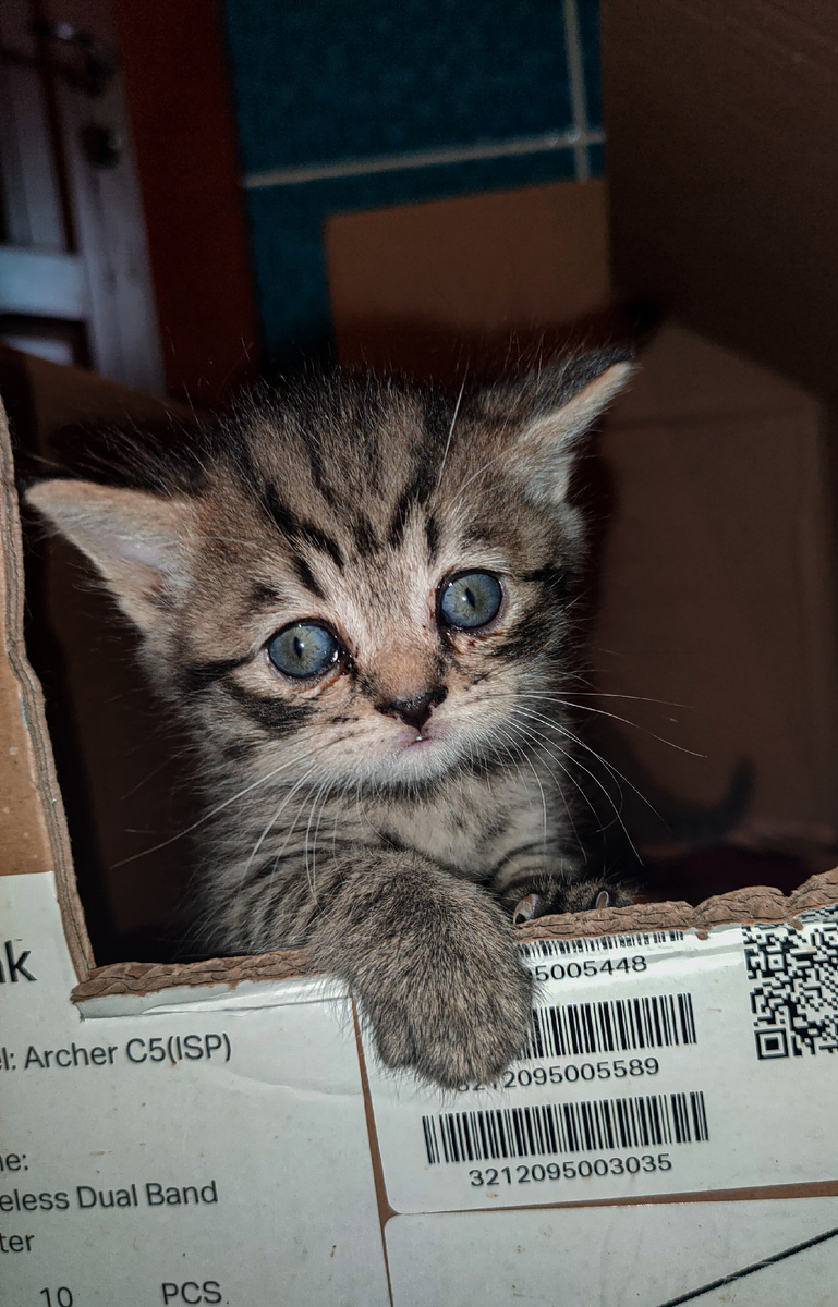 Котёнок в коробке