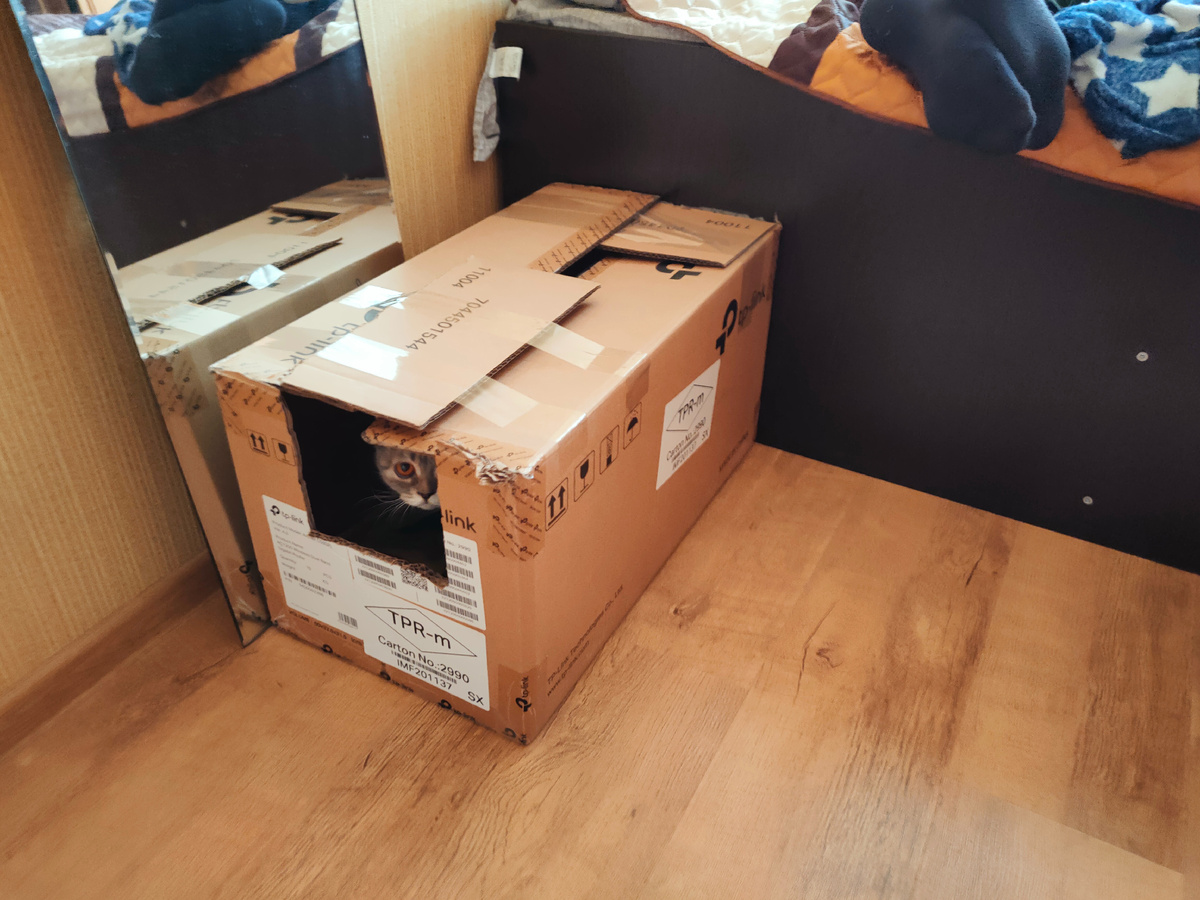 Кошка Леся в картонном домике