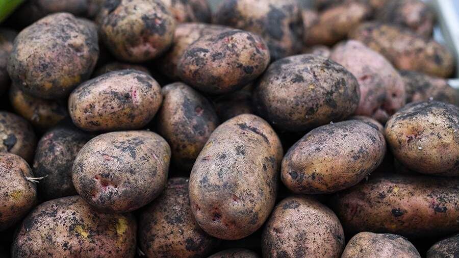    Фото: ИЗВЕСТИЯ/Анна Селина