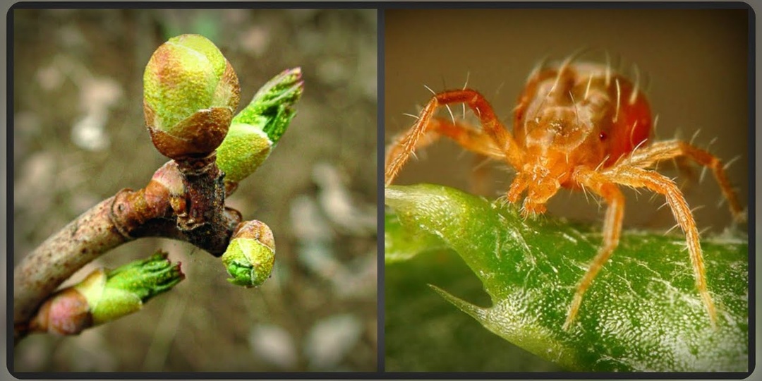 Обработка смородины от почкового клеща в апреле: пошаговое руководство для опоздавших