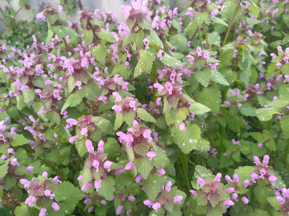 Яснотка пурпурная (Lamium purpureum L.) 