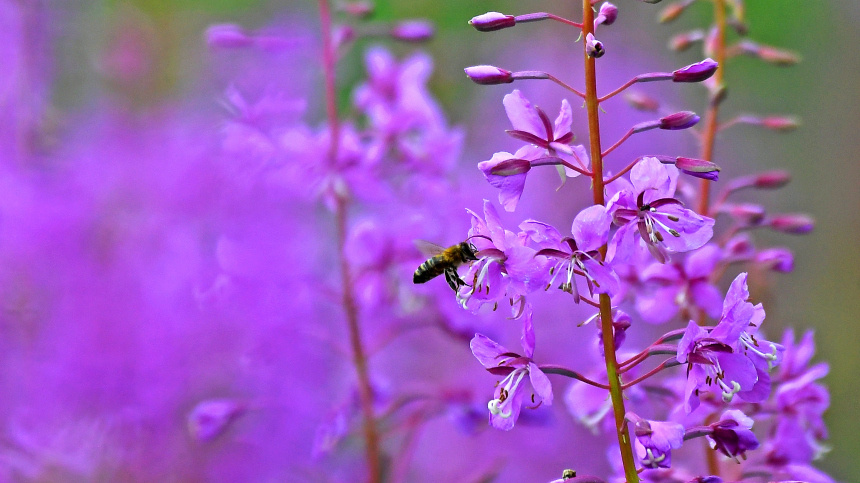    Фото: © РИА Новости/Илья Наймушин