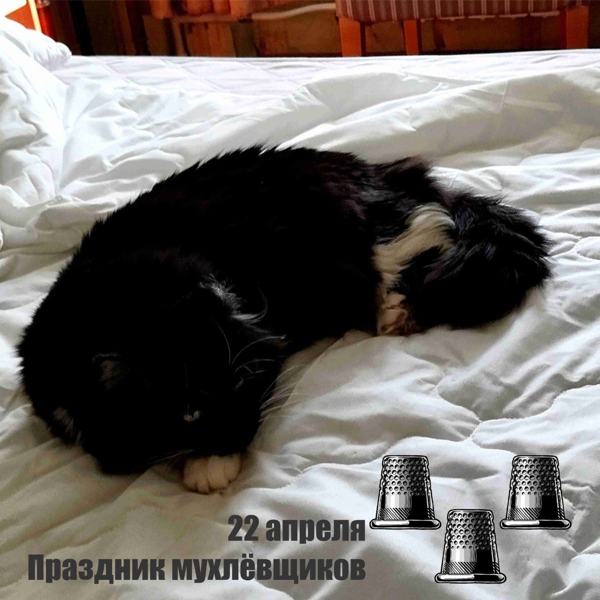 🐾 Комментарий Котейки Которого Не Пустили В Евросоюз, потому что он черный: