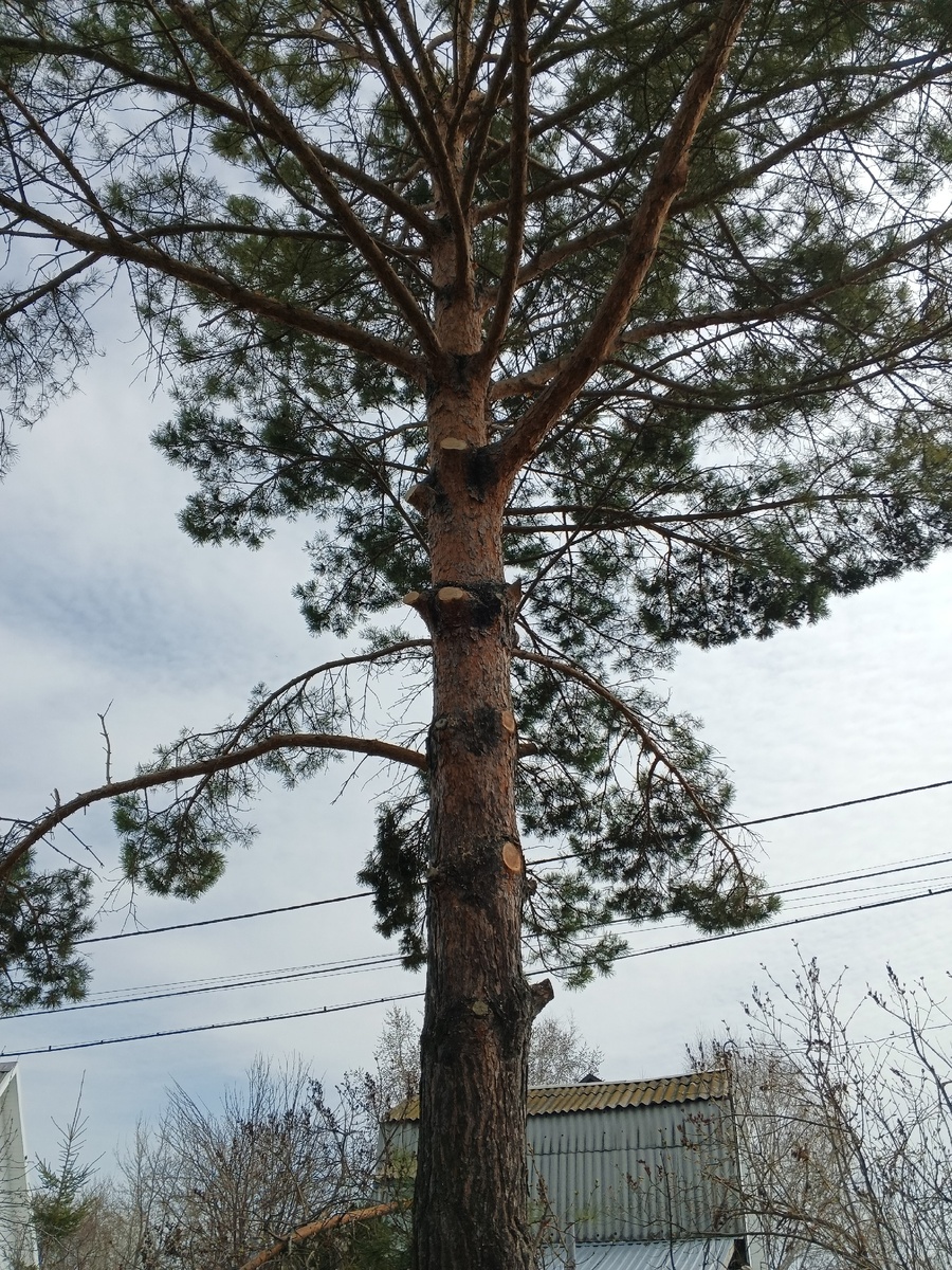 Всё, что могло сорвать провод и уже само отломилось и висело - убрали