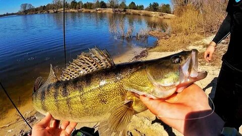 Почему весной судак игнорирует крупный силикон и что ему предложить вместо этого