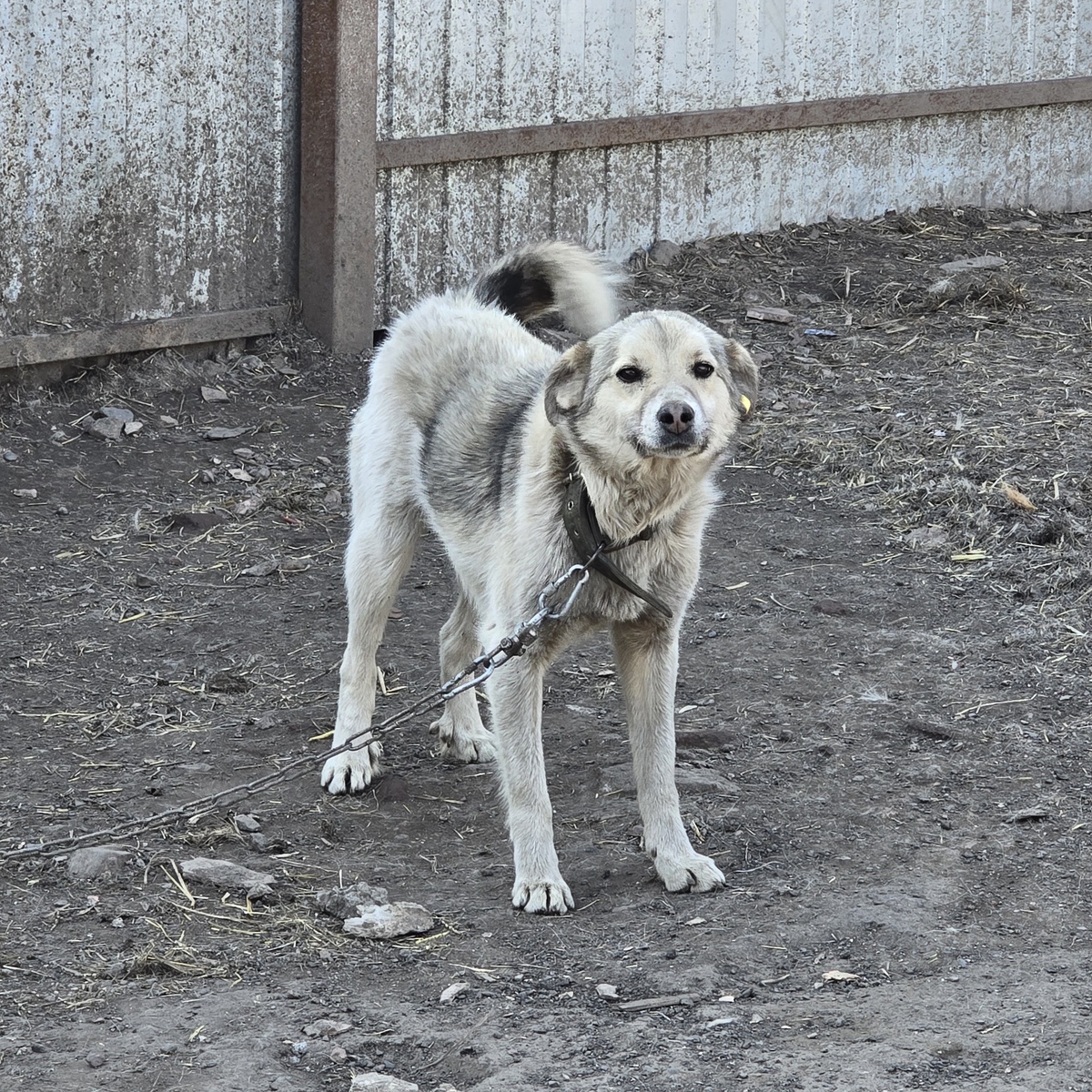 Бруно смотрит снизу вверх. Надежда ещё теплится