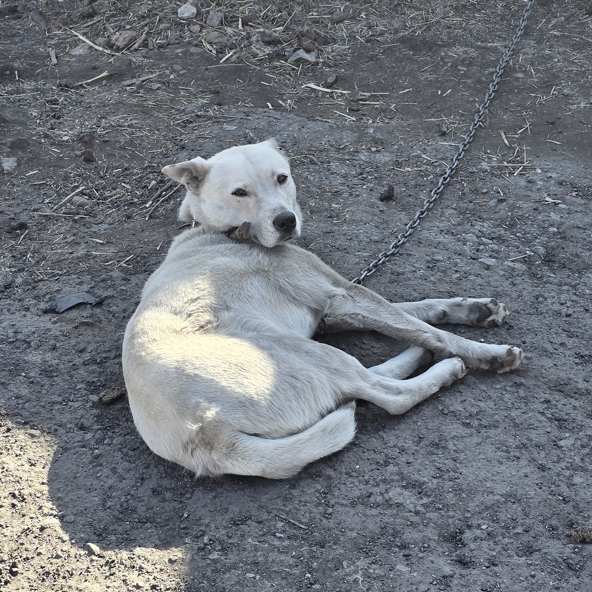 Элис лежит на спине. Доверие безграничное