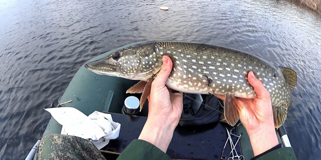 Когда выезжать за щукой весной? Ориентир, который никогда не подводит
