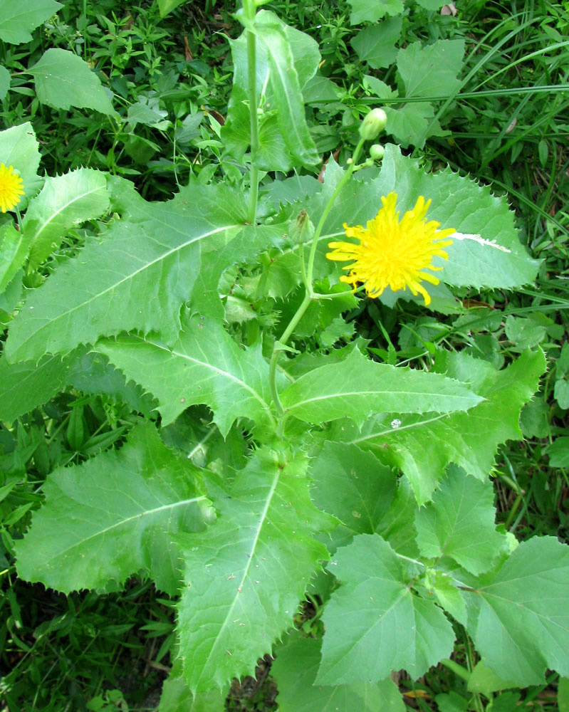https://www.plantarium.ru/dat/plants/9/999/149999_c5ea30d3.jpg