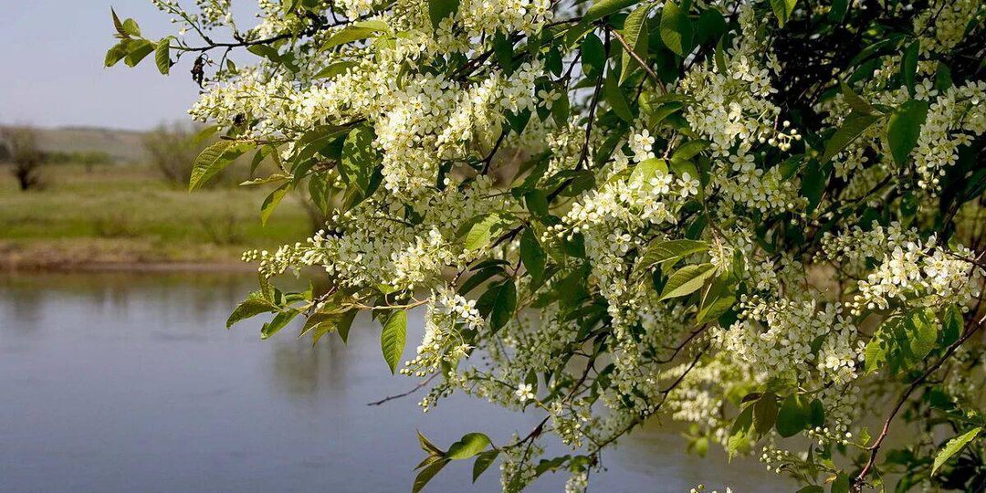 Когда ловить карася по весне? Четыре природных знака, которые не обманут