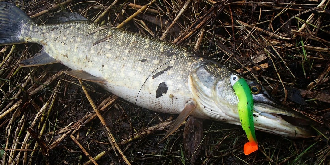 Весенний жор щуки! Пять сигналов, которые нельзя игнорировать