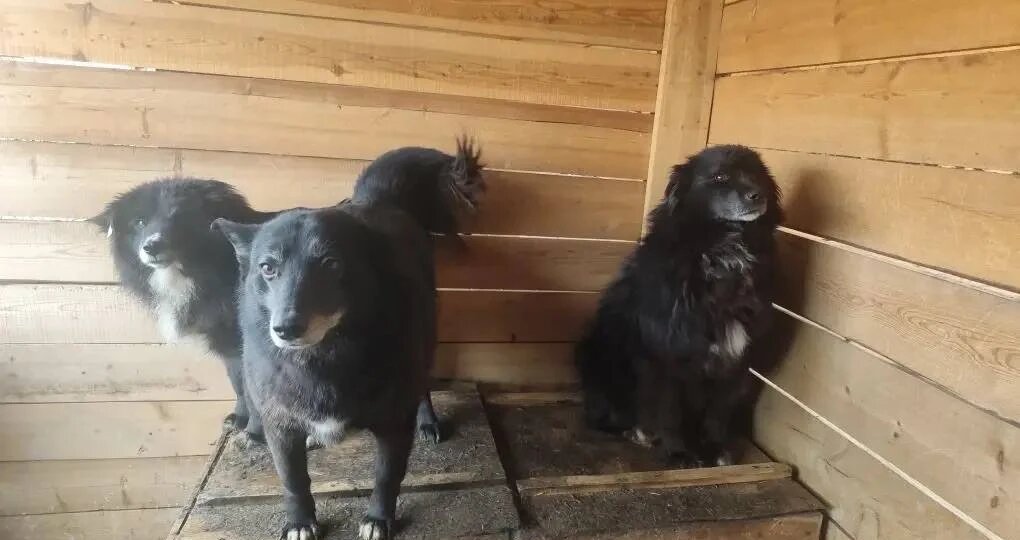 ОСНОВНЫЕ новости приюта на сегодняшний день.