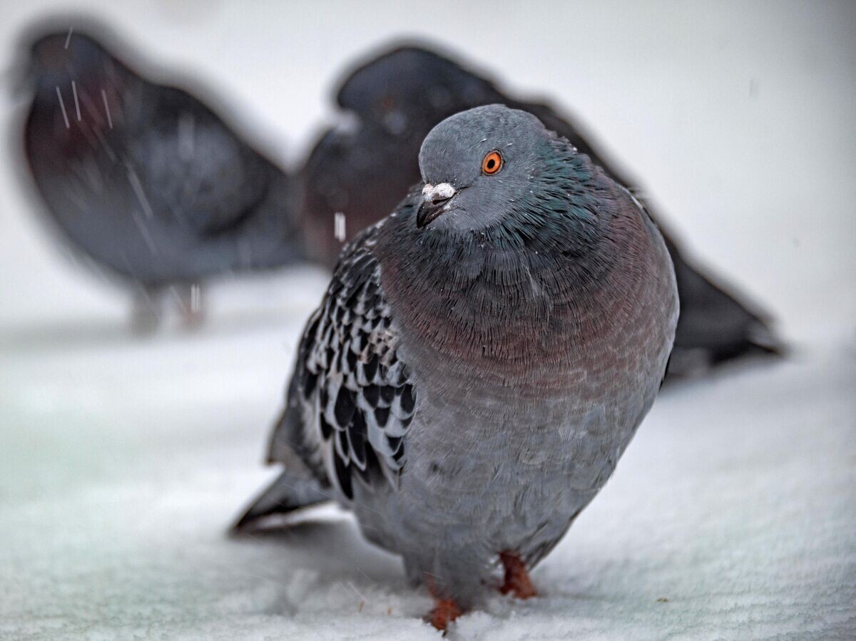    Голуби | © РИА Новости / Андрей Сорокин
