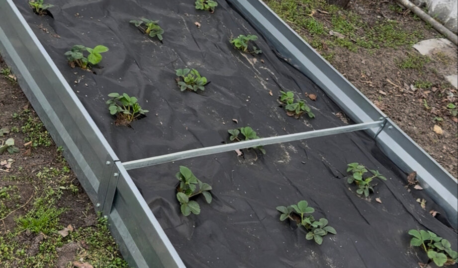 Купил оцинкованную грядку с тиснением «короед» — и мои деревянные бордюры ушли в прошлое