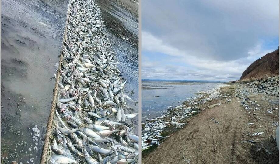 На Сахалине тонны рыбы покрыли берег ковром: тюлени и люди делили улов