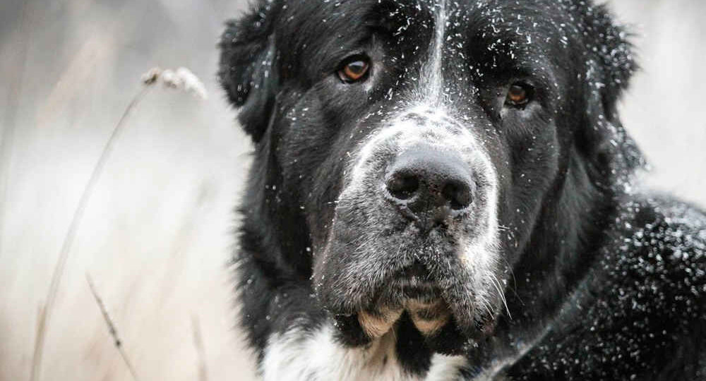 Алабай — собака, что охраняет углы мира: история, характер и легенда