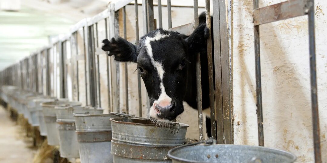 Жители Новосибирской области обращаются в прокуратуру в связи утратой скота из-за пастереллеза