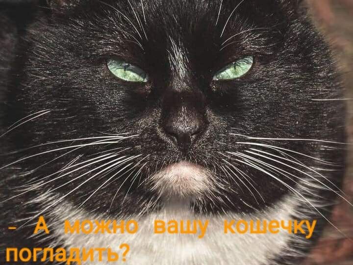 Прикольные мемы с котиками