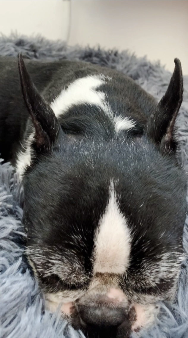 Бостон терьер Варя ( уже нет с нами)