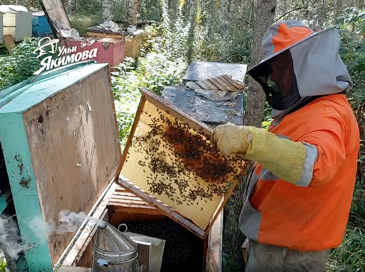 Пасека Андрея Якимова на ульях-лежаках
