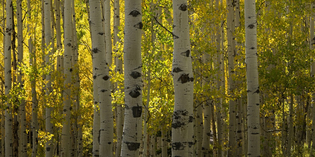 Две жительницы Канска подрались из-за берёзы на границе участков