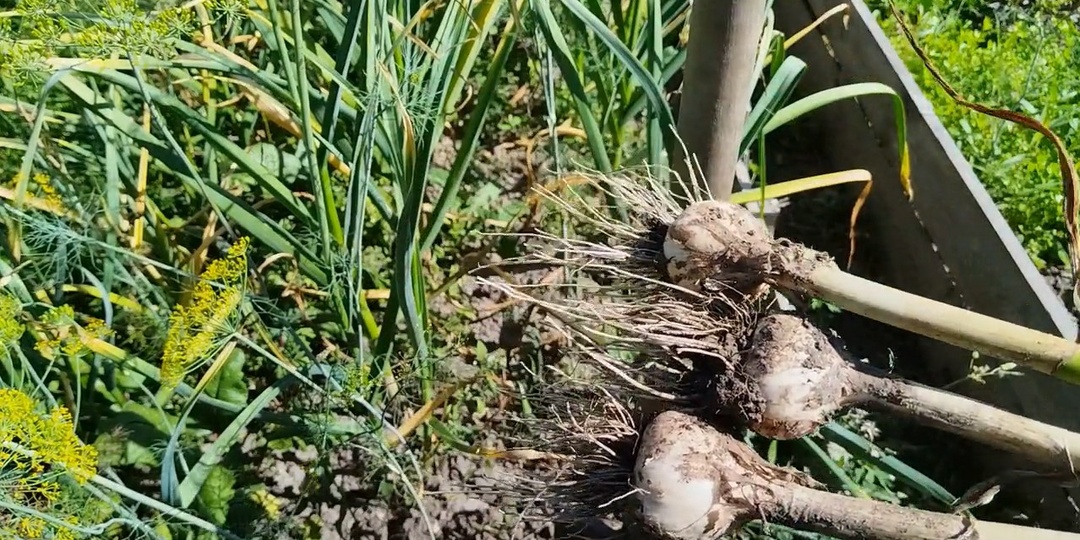 Как вырастить крупный и качественный чеснок?