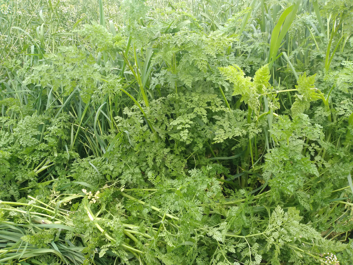Купырь лесной