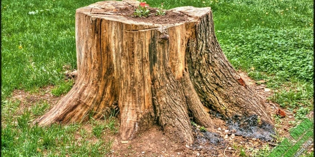 Чтобы убрать пень с участка не нужно мазать его селитрой и ждать год. Знающие люди делают это за несколько минут по космической технологии.